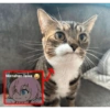 Kucing sigma trend 11