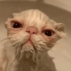 GATOS ENGRAÇADOS🤣 8