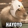 HAYOYO