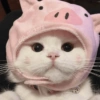 🐈Gatitos Super Cute 💛💟 5