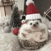 Animais de Natal 2🎄 23