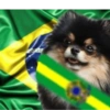 Animais Torcedores Brasil 🇧🇷 9