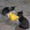 Funny cats - Pak 1 6