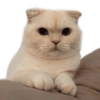 🐱 Gatitos En Secuencia🧩 14