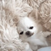 🐶 POMERANIA MOODS 🐾 6