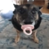 Cachorro meme 9