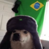 Animais Torcedores Brasil 🇧🇷 10
