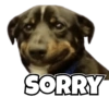Dogs Funny Reactions  14