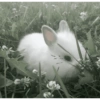 Animals present for u 12