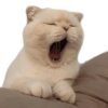 🐱 Gatitos En Secuencia🧩 13
