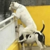 Preciso de impulso