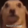 Que risota 21