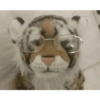 Animals present for u 6