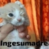 MEMES XD 17