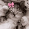 🎀🐱 Los gatitos 🐱🎀 25