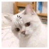 Memes engraçados de gatos 28