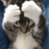 REAÇÕES DE GATOS FOFISS❤️❤️ 8