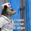 🧿 Tlacuache/ zariguella🦡 7