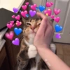 Love cats 18