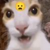 Dilo con gatos 21