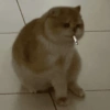 ANIMALITOS 🌟🥹 12