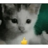 Funny cats - Pak 1 9