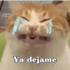 🧿 Anima tu chat😂😋 18