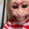 MACAQUINHOS  12