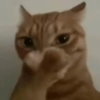 Kucing plenger reaction  8