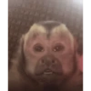 Monkys 3000 🐒 19