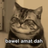 Kucing Gemoyyy 9