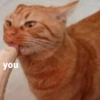 Love cats 22
