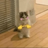 Chi uwu 😻 12