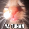 Kucing Anomali 2 10