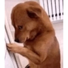 Cachorro meme 13