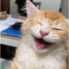 Shook and scared cats 8