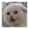 Kucing Lucu 1 13