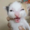 GATINHOS 12