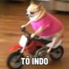 TÔ INDO
