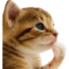 Miaumiaus ˚˖𓍢ִ໋❀ 7