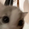 😽 GATITOS PAL CHAT 😺 6