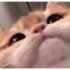 Kucing Lucu 1 15