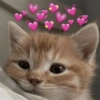 💕 PERROS Y GATITOS AMOROSOS 💕 8