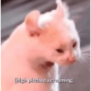 Shook and scared cats 15