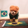 Animais Torcedores Brasil 🇧🇷 14