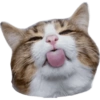 KUCING REACTION  13