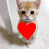 Stickers whatsapp love  🍄❤️ 7