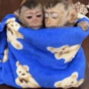 MACAQUINHOS  15