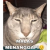 Meme Kucing Indo🐱 7