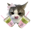 Cat meme makanan 🐈 15